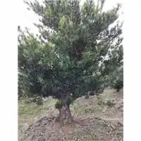 宁波罗汉松浙江罗汉松