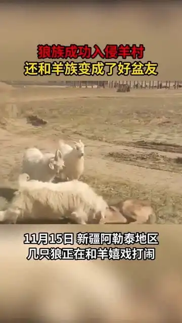 狼族成功入侵羊村了,还对着羊撒娇