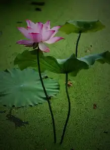 2015石城莲花