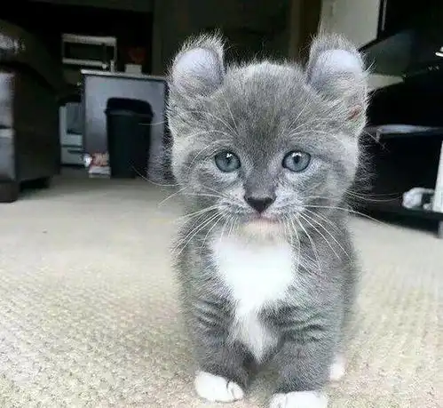 朋友领养一只小奶猫,看到照片后我不淡定了,网友这是啥猫