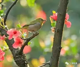 鸟语花香莺歌燕舞,太美了真的太美了