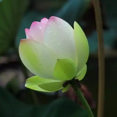 微信头像莲花唯美高清荷花