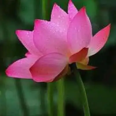 阳春四月喜,柳吐新绿嫩,百花竞放美,蝶姿多彩韵