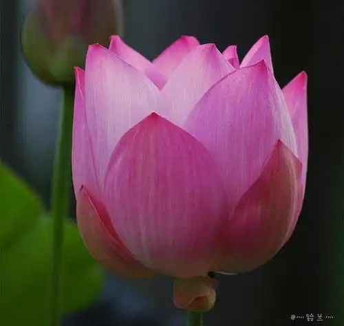 摄影鲜花荷花莲含苞不放
