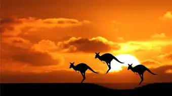 动物王国澳大利亚真发愁了地上袋鼠肆虐,海里海豹泛滥