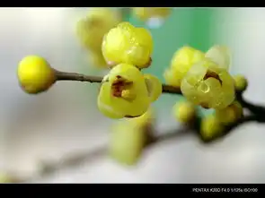 kx升级k20d首次发帖俩张梅花