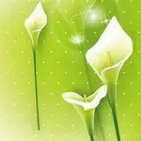 百合花头像图片大全微信头像图片大全