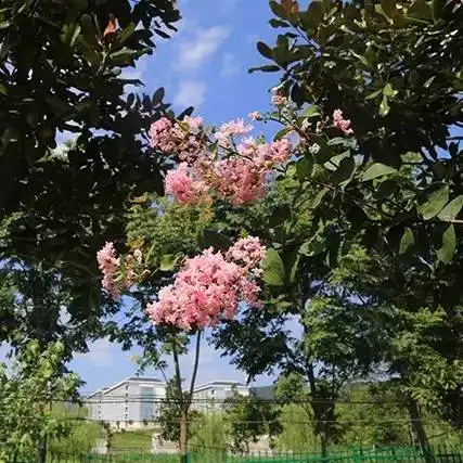 初秋最美的时光,在浦口这条绿意盎然的道路上