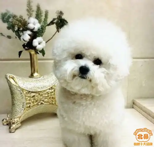 汪星人送给主人的21份暖心的礼物,养狗的铲屎官们会懂