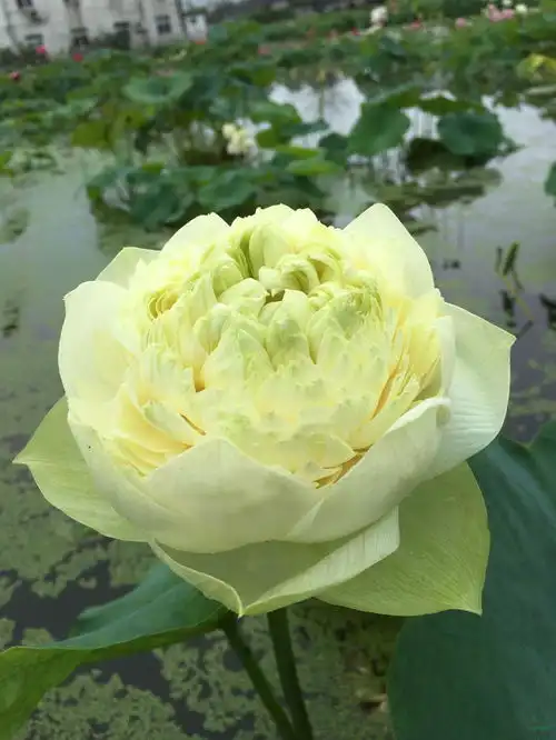 南京花企规范荷花新品种引种行为