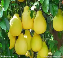 柚子一次吃太多会中毒还是6种药的克星