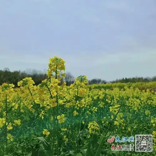 湖口县流芳乡油菜花开春意悠,榨出香醇黄金油组图