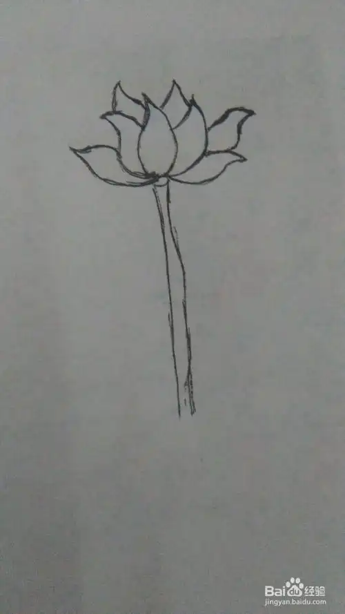 简笔画荷花