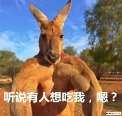 去年丹麦生蚝,今年澳洲海胆,这个世界需要中国吃货来拯救