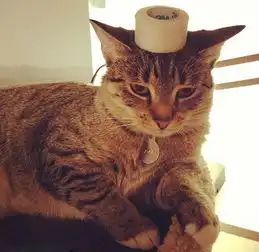 美萌猫遭恶搞演另类时装秀