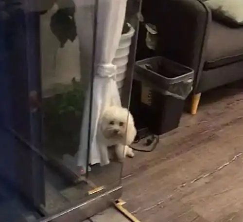 主人把比熊犬放在朋友店,下班时忘接回,狗子发脾气不肯回家
