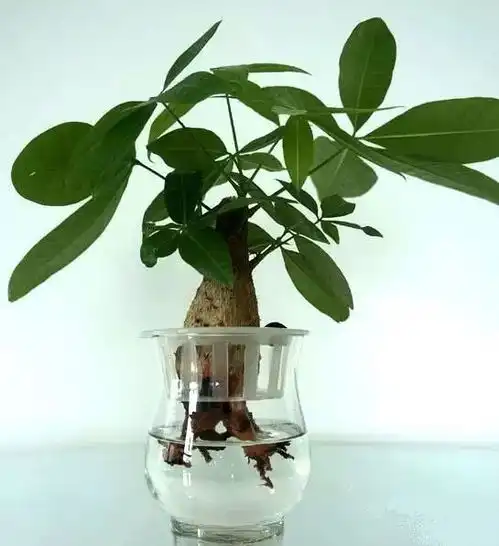 秘籍家里的发财树为什么容易烂根黄叶,长斑软茎是咋回事