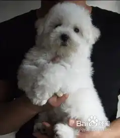 怎样让你的比熊犬成为社交高手