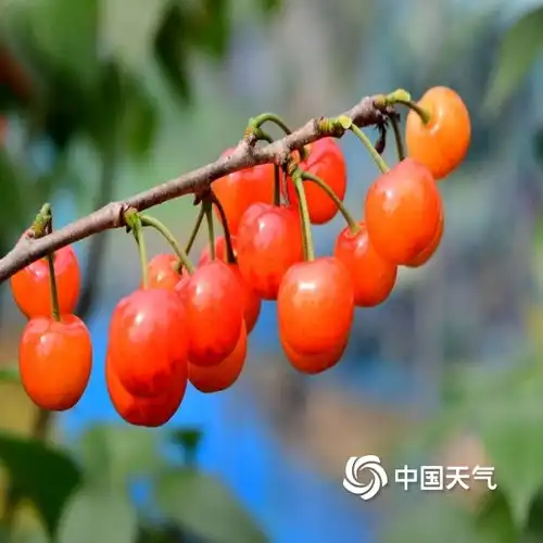 品尝春天的味道浙江金华樱桃晶莹剔透引客来