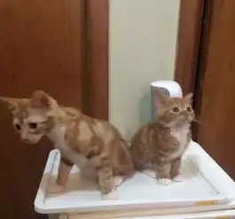 身为橘猫,却怎么也长不大这永远的小奶猫简直是橘界清流