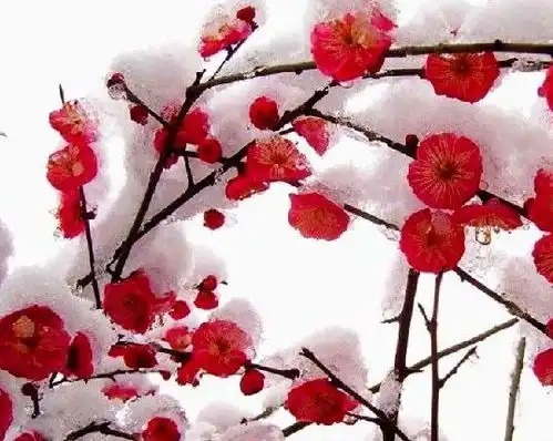 到了年底,4属相好运连连,事业进步,财旺桃花开,生活美满