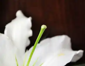 百合一组家中