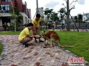 澳大利亚国宝动物袋鼠种群落户厦门动物王国