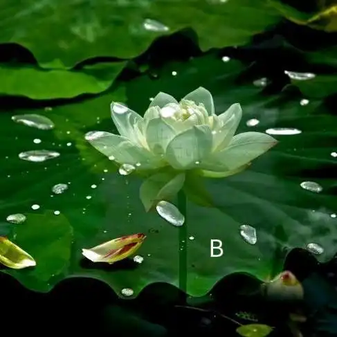心理测试选一朵喜欢的滴水荷花,测试你是哪种水做的女人