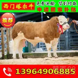 小肉牛购买价格七万元能养殖多少头肉牛犊云南育肥肉牛价格-黄页88网