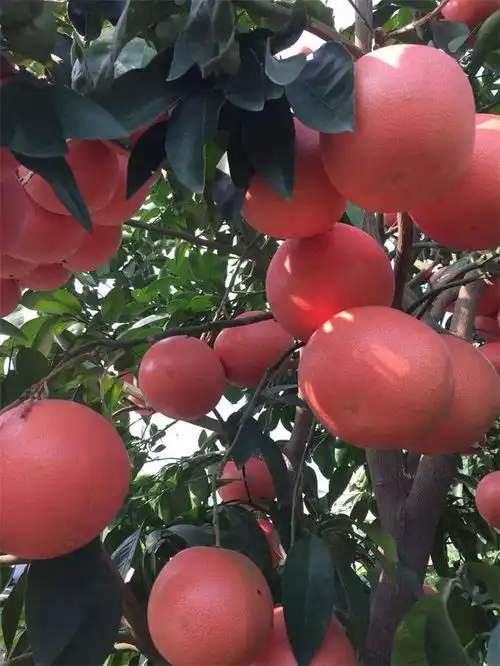 莱芜三红蜜柚苗,红心葡萄柚苗哪家好
