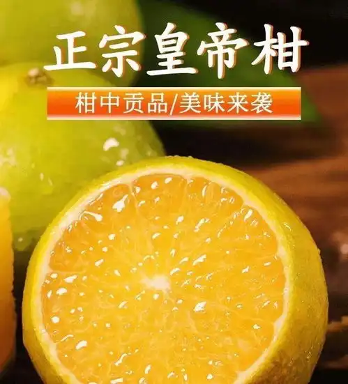 保证回购率最高广西武鸣皇帝柑新鲜水果橘子当季新鲜水果皇帝柑桔子薄皮