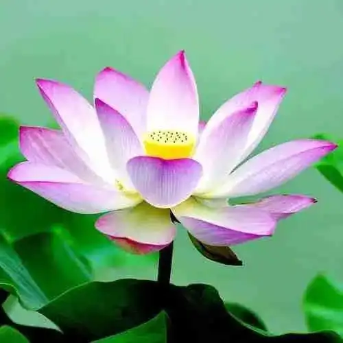 宿管阿姨,花开时节,想见你