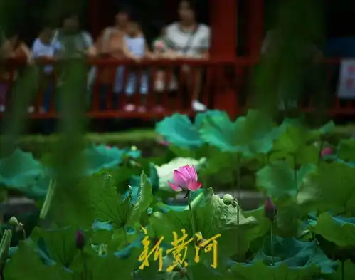 泉城夏至荷花美