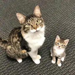 华懋宠物医院小奶猫应该是上天赐予人类的瑰宝了,生动诠释什么叫萌即是正义