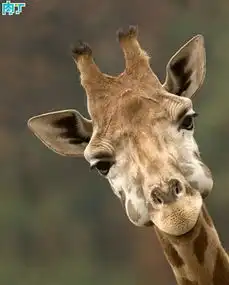 收录优美的图片ohmydeer
