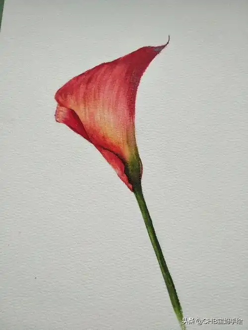 零基础写实水彩花卉001一支红色的马蹄莲,简单易学