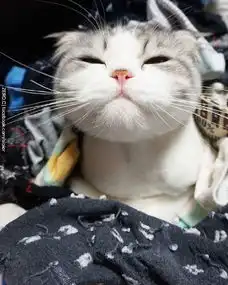 萌到爆的大脸猫咪图片素材大脸也可以萌到爆
