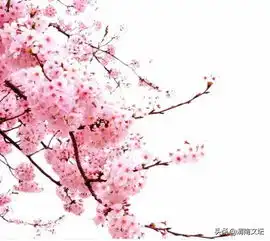 米宏财花与果古风体文集