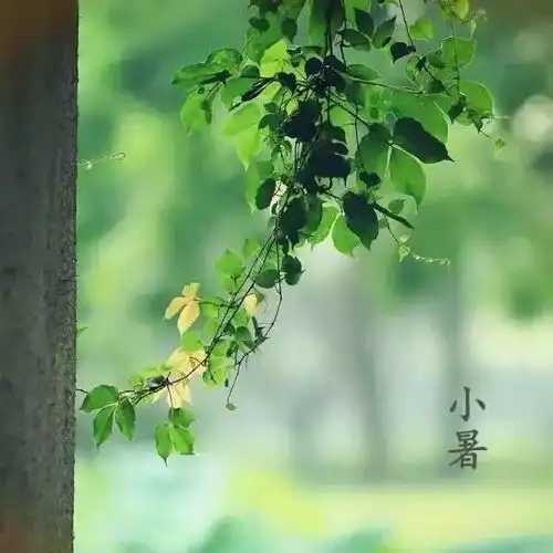 今日小暑至风动莲生香,何以纳清风