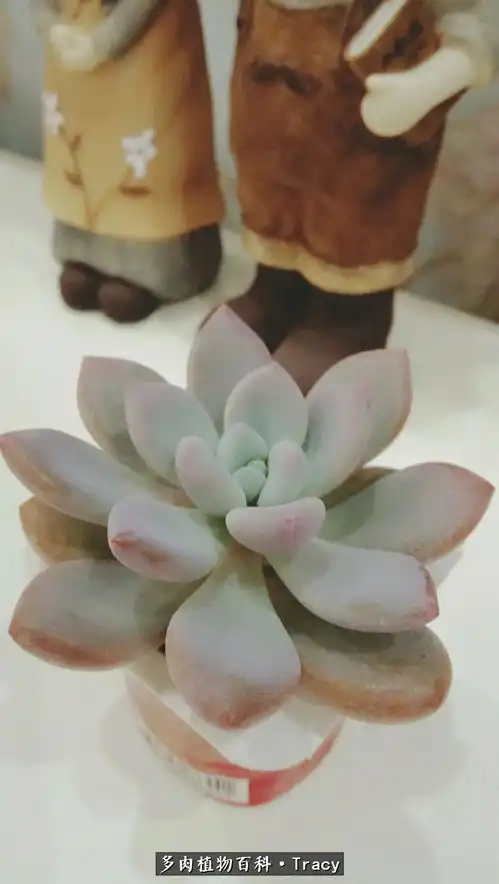 喜欢多肉静静的美喜欢你,有道理