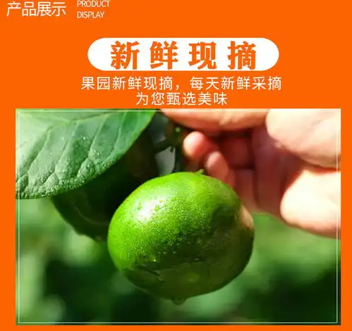 橘子新鲜桔子水果青桔孕妇水果柑橘蜜橘蜜桔蜜桔青.皮蜜桔青.皮橘子