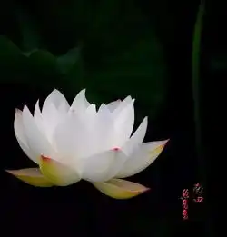武阳荷塘,荷花仙子飞红尘这个夏天,约嘛搜狐
