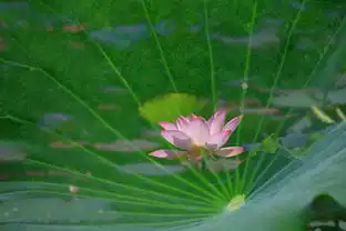 多重曝光的荷花
