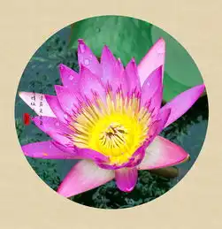 深圳洪湖公园荷花