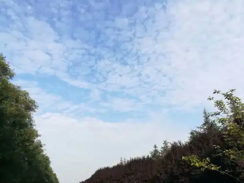 吕西群摄影绿意盎然,小燕子欣赏着蓝天白云和绿色
