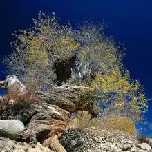 四季风光图自然风景图片自然风景四季风光