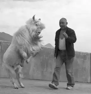 山羊爱跳舞会与人握手护食物与看门狗搏斗