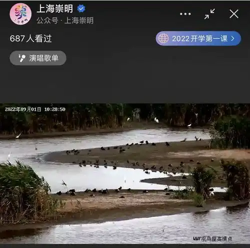 飞鸟翔集,野趣盎然,崇明这里太美了