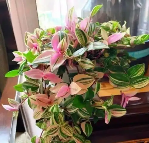 从5月11日开始,家养此款花卉,高颜值又喜庆,仙气十足