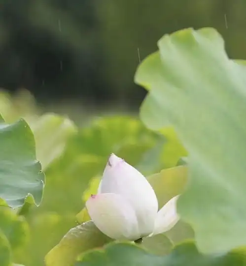 雨后清新,这个地方的荷花别有一番风韵